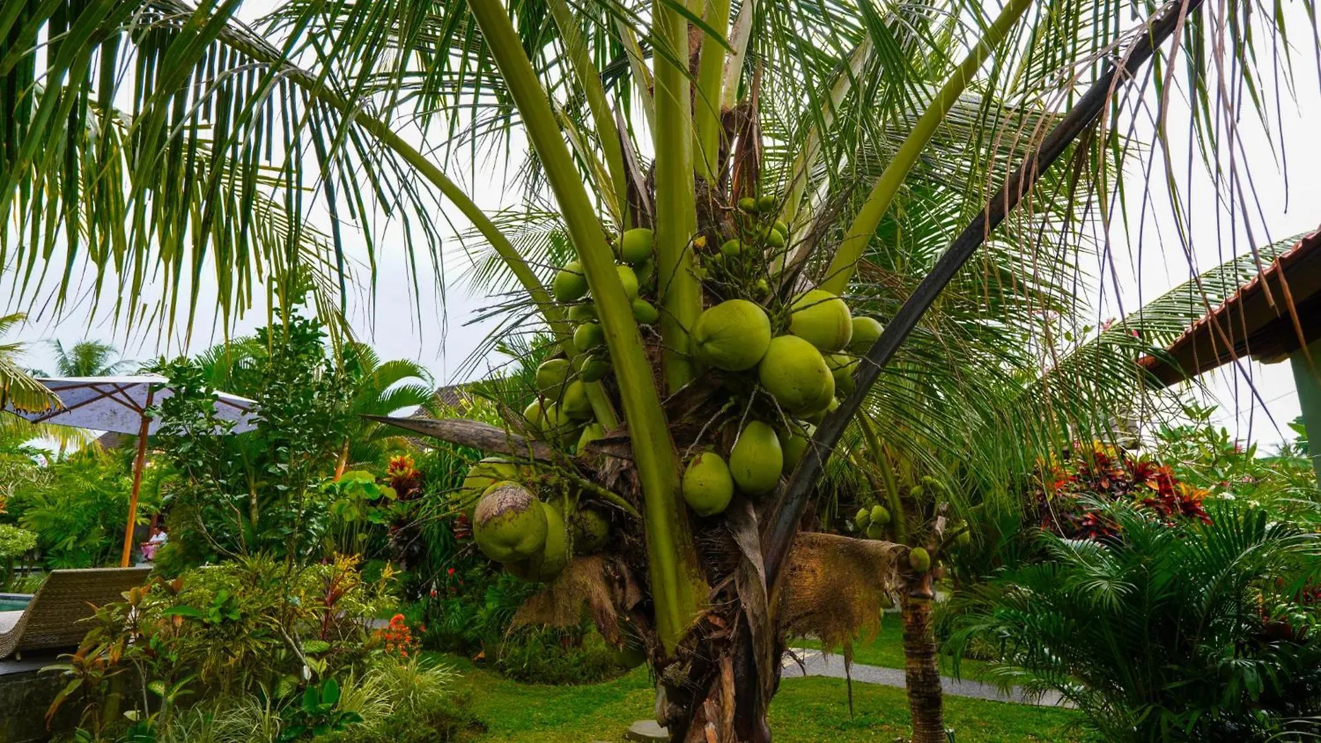 Green Coconut Cottage Ubud  Ubud (Bali)
